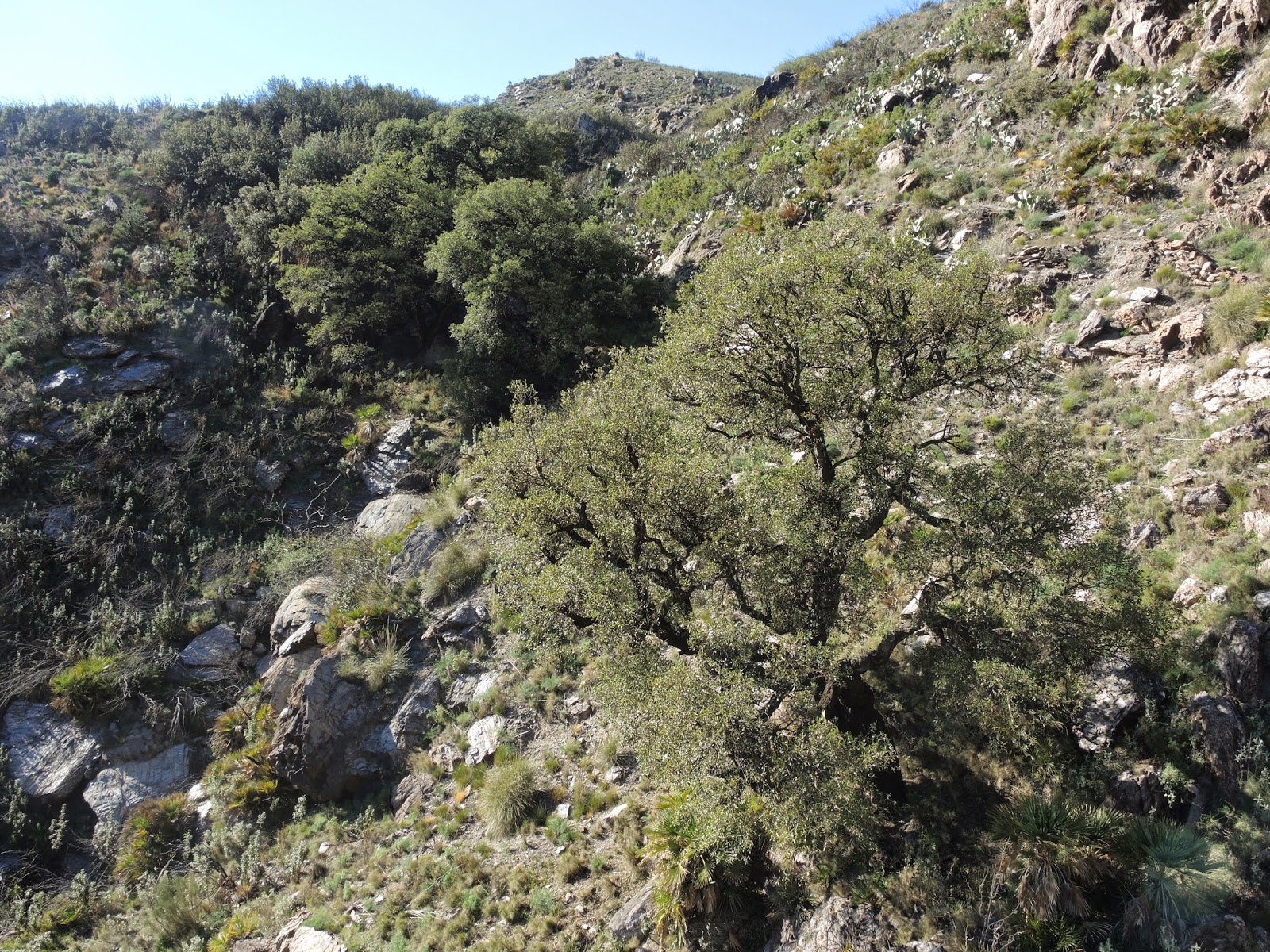 Alcornocal de Sierra Cabrera - arbolesmonumentalestudmiria.blogspot.com Alcornocal de Sierra Cabrera