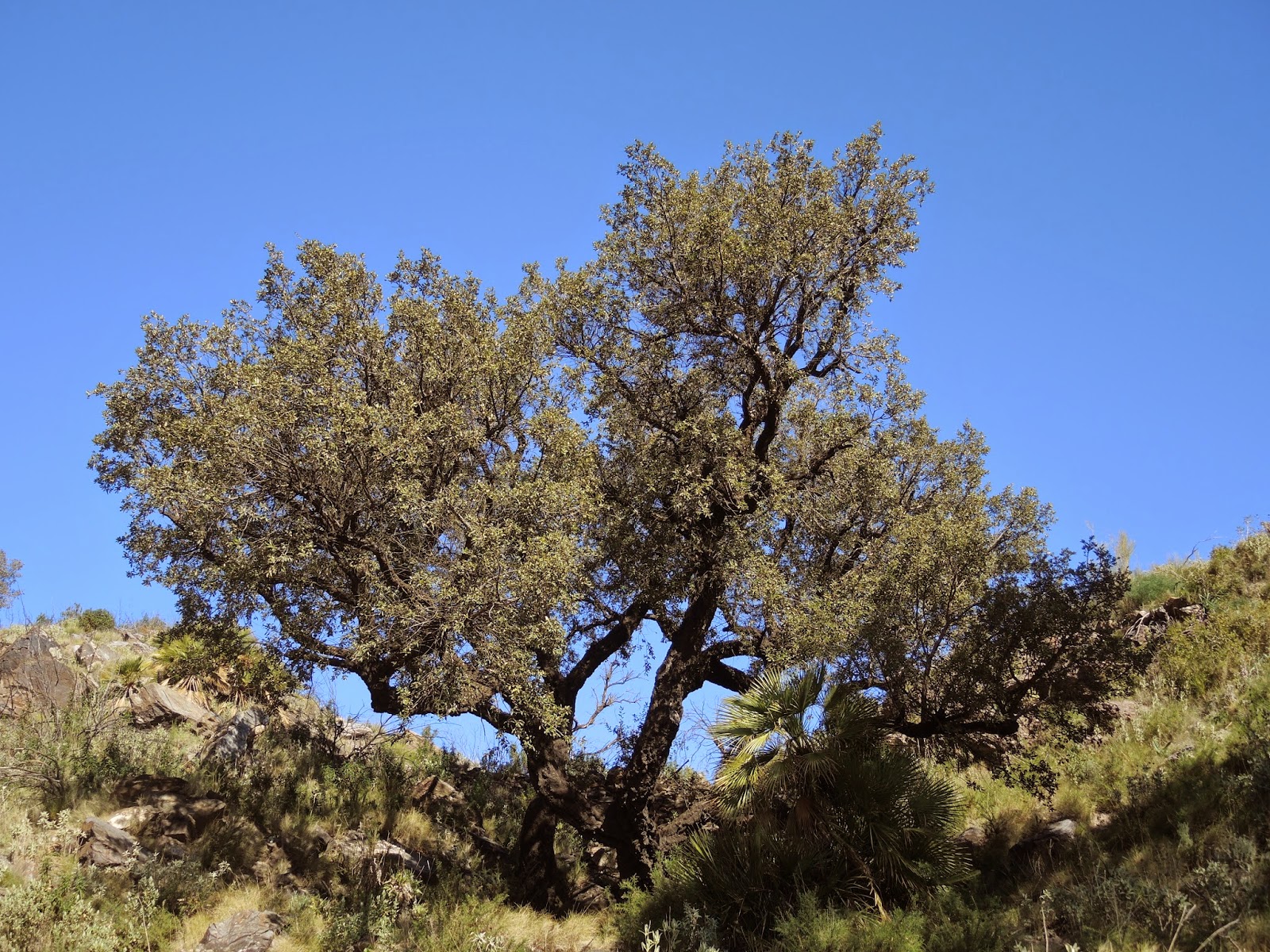 Alcornoque de Sierra Cabrera - arbolesmonumentalestudmiria.blogspot.com Luis Siret