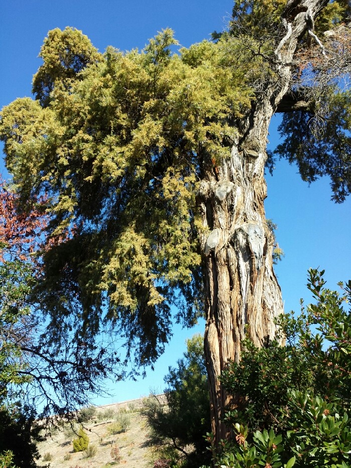 Ciprés de San Juan de la Cruz en el Carmen de los Mártires, Granada - Foto de Granadagarden