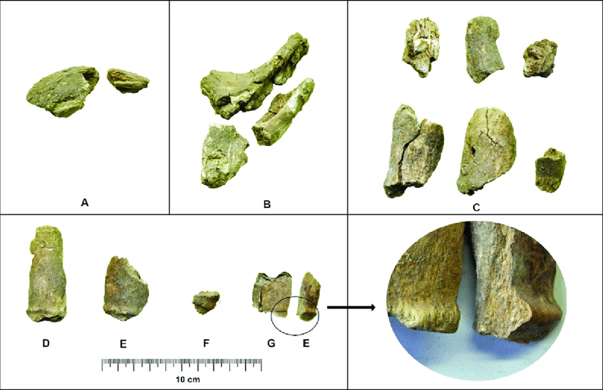 Conjunto de restos de fauna recuperados en Montelirio. Fuente: La fauna del sector PP4-Montelirio. Corina Liessau et alii del yacimiento prehistórico de Valencina de la Concepción (Sevilla): Economía y simbolismo de los animales en una comunidad del III milenio. Conjunto de restos de fauna recuperados en Montelirio. Fuente: La fauna del sector PP4-Montelirio. Corina Liessau et alii